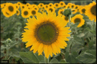 /album/galleria-foto-homepage/girasoli-gif/