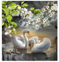 /album/galleria-foto-homepage2/cigni-png/