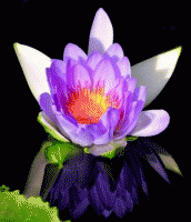 /album/galleria-foto-lavora-con-fm-group/loto-gif/